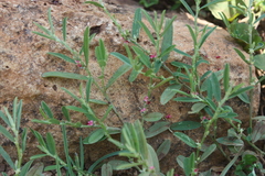 Indigofera linifolia